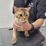 야옹이 GROOMING