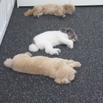 웬만해선 개들을 막을 수 없다