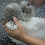 웬만해선 개들을 막을 수 없다