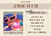 금호동물병원