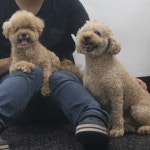 웬만해선 개들을 막을 수 없다