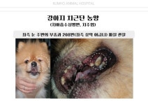 금호동물병원