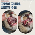 금호동물병원