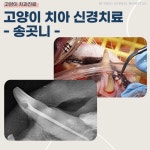 금호동물병원