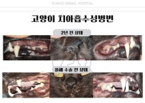금호동물병원