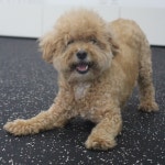 웬만해선 개들을 막을 수 없다