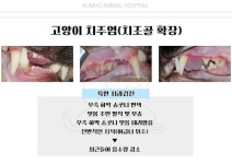 금호동물병원