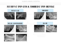 금호동물병원