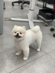 헬로우버디 그루밍센터 분당점
