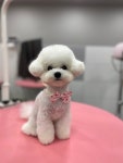 헬로우버디 그루밍센터 분당점