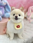 몽실묭실