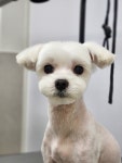 몽몽쓰