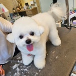 하이 몽블리