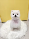 몽몽쓰