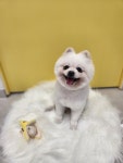 몽몽쓰