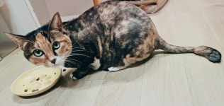 제선현고양이미용실