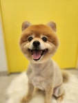 몽몽쓰