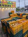 시온청과