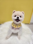 몽몽쓰