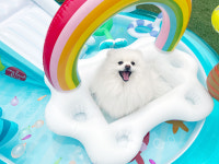 앙쥬레브 애견호텔&애견유치원 부천점