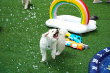 앙쥬레브 애견호텔&애견유치원 부천점