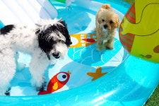 앙쥬레브 애견호텔&애견유치원 부천점