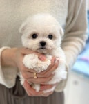 부산강아지분양 브라비펫