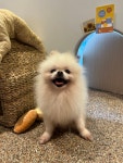 그로운반려견유치원