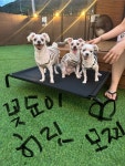 페리토