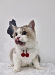 투냥