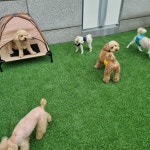 호다다 애견 호텔