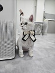 냥스터치 고양이 미용 & 호텔