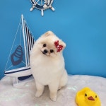 몽실펫