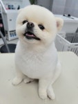 그레이스그루밍