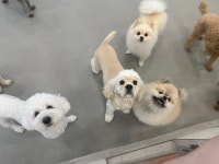 동그라개
