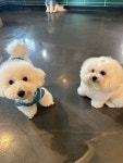 아띠멍멍