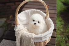 인천강아지분양 고양이분양 엘르펫