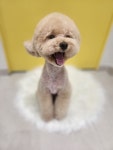 몽몽쓰
