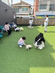 아띠멍멍