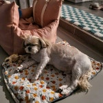 호다다 애견 호텔 유치원 목욕