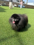 아띠멍멍