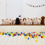 멍블리 용인동백점