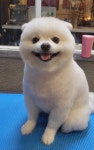 그루밍
