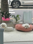 꾸미댕