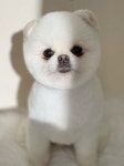꾸꾸몽