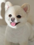 꾸꾸몽
