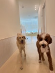 슈퍼해피독 강아지유치원 & 호텔