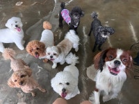 신난댕 애견유치원