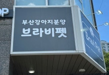 부산강아지분양 브라비펫