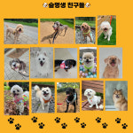 슬기로운 멍생활